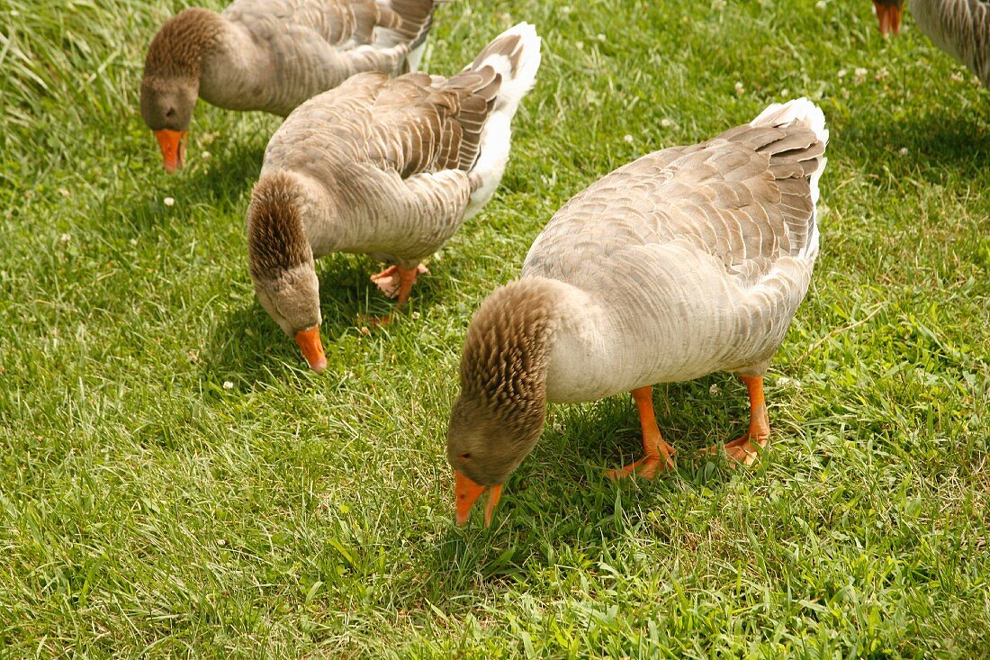 Geese in a Barnyard