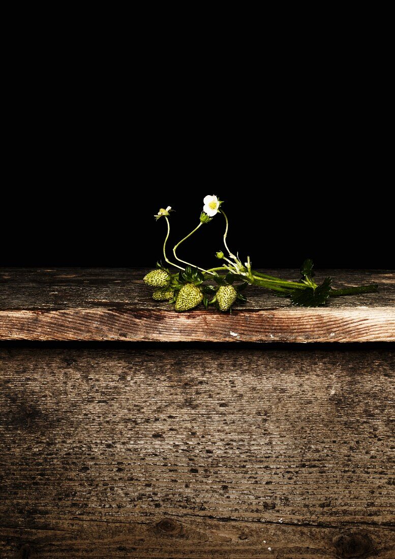 Strawberry plants with flowers and unripe fruit on a wooden board
