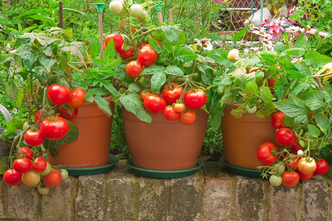 Tomatenpflanzen in Töpfen im Garten
