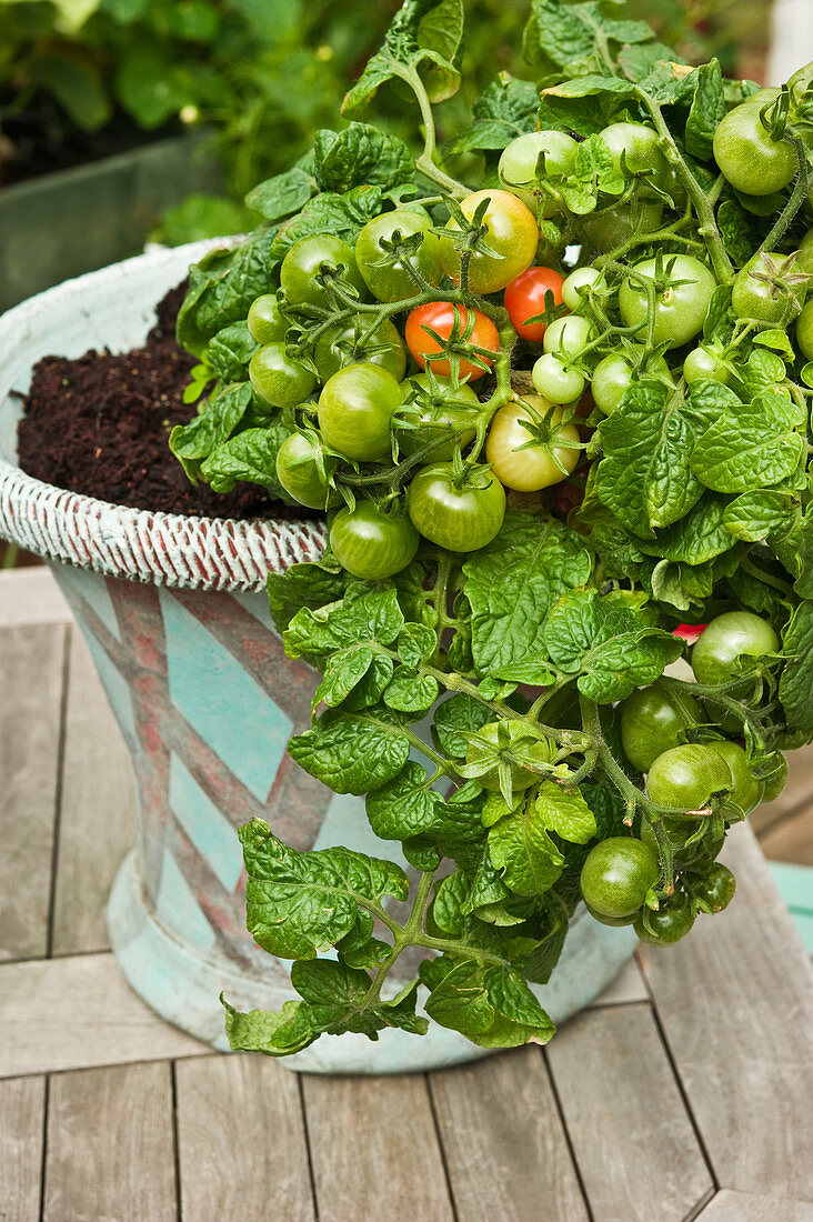 Tomatenpflanze mit unreifen Tomaten in einem Pflanzenkübel