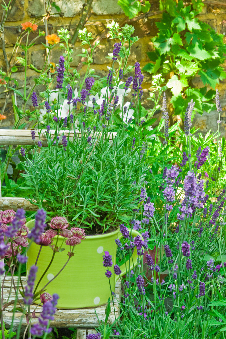 Kräutertöpfe mit Lavendel im Garten