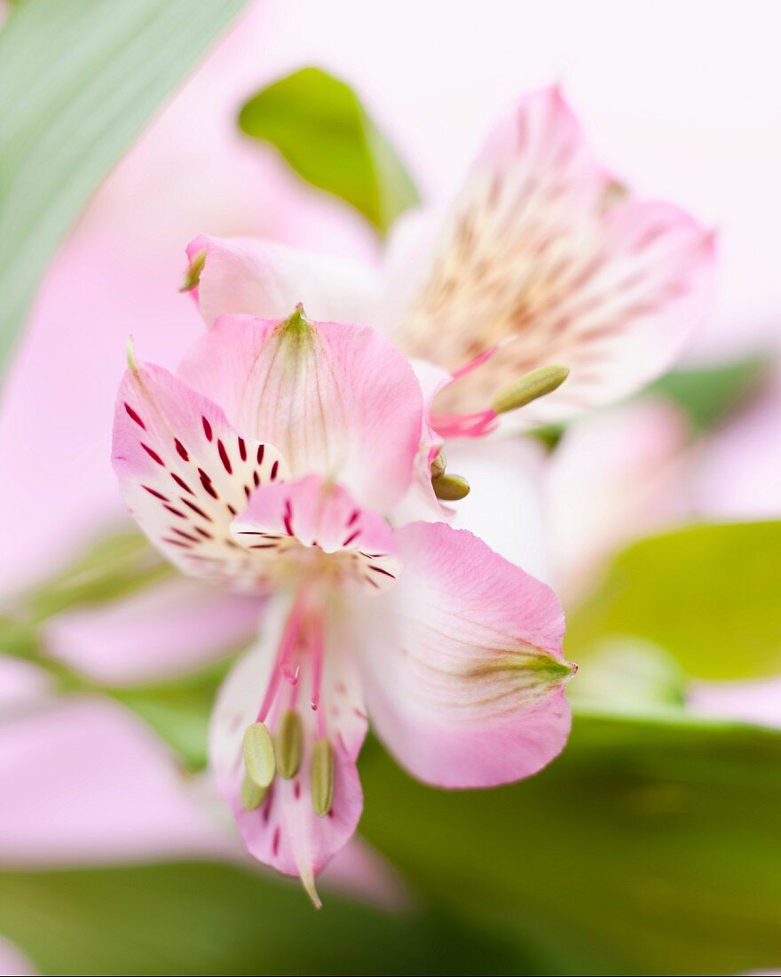 Pink and white flowers