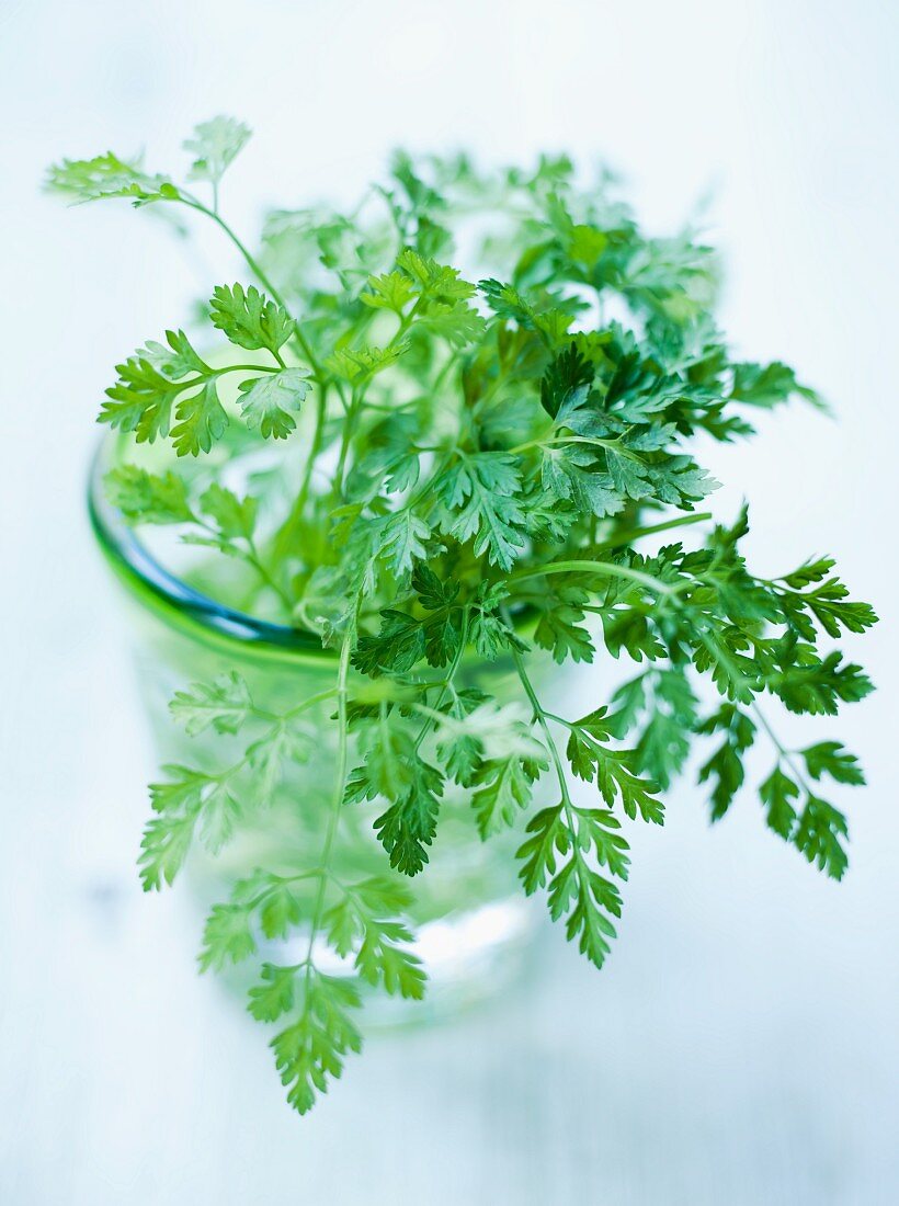 Fresh chervil in a glass