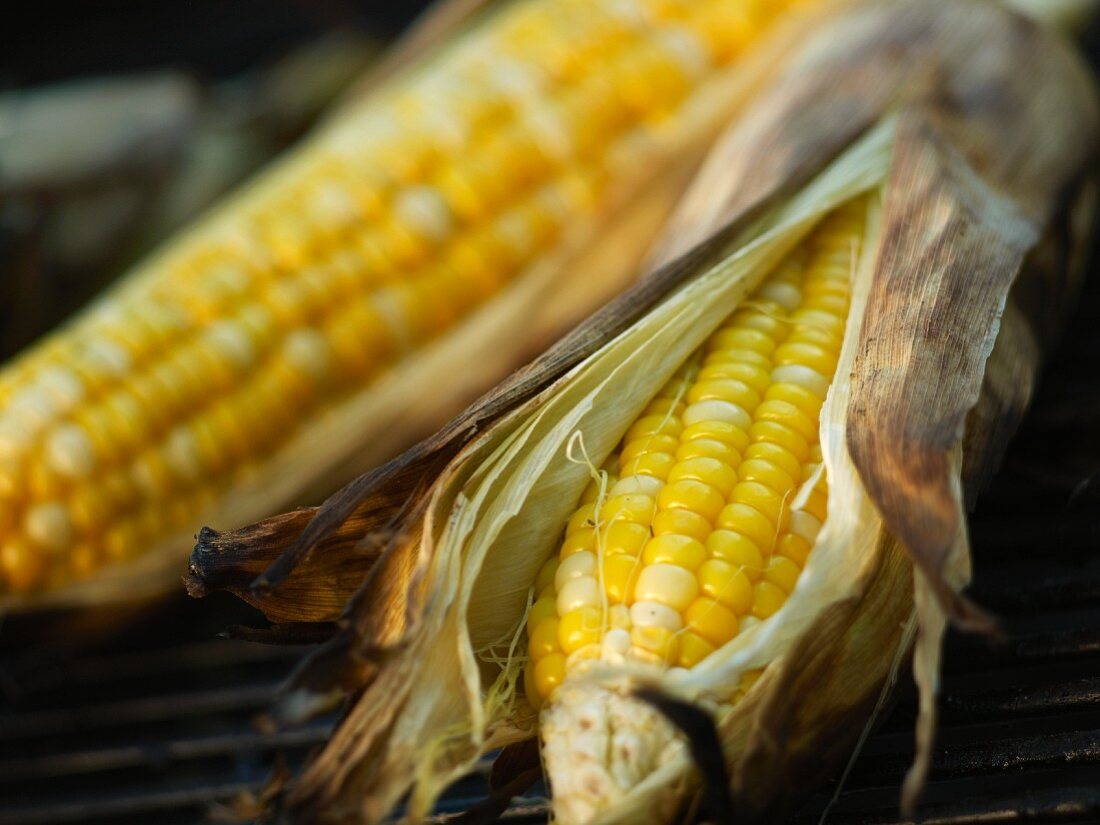 Two Ears of Corn on the Cob in Husks on Grill