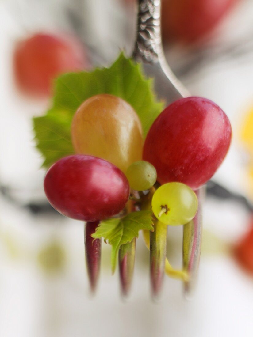Rote und grüne Trauben mit Weinblättern auf Gabel
