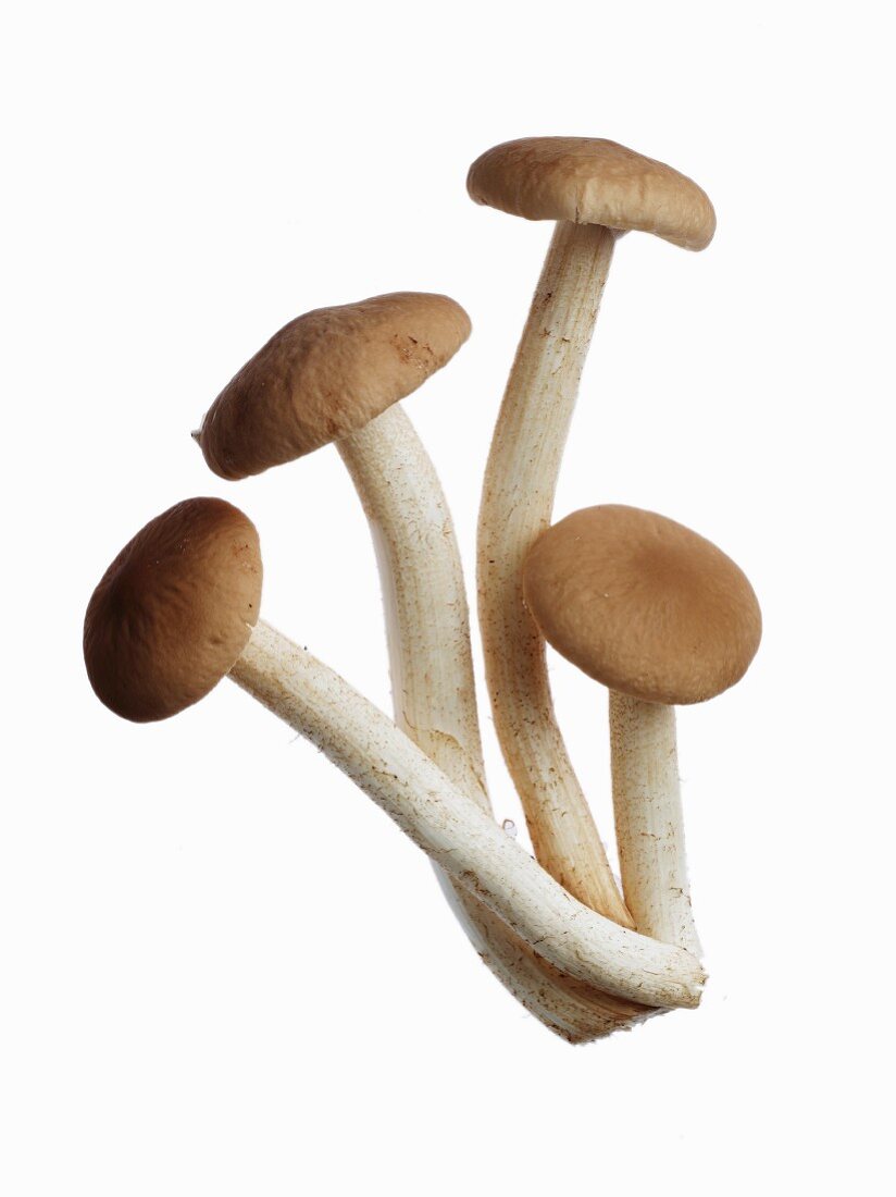 Vier frische Pilze