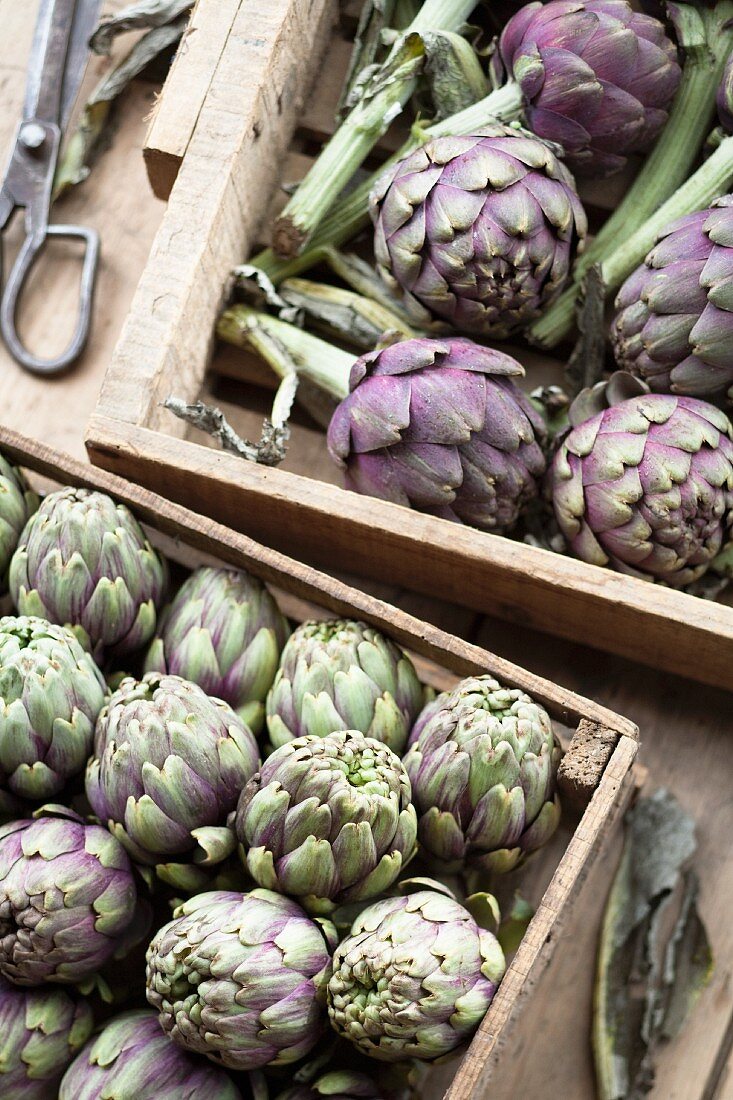 Artichokes in wooden crates