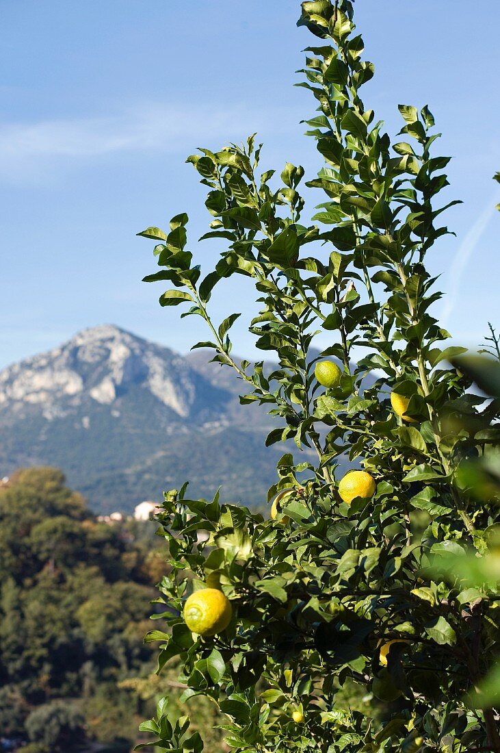 Zitronenbaum in Menton (Südfrankreich)