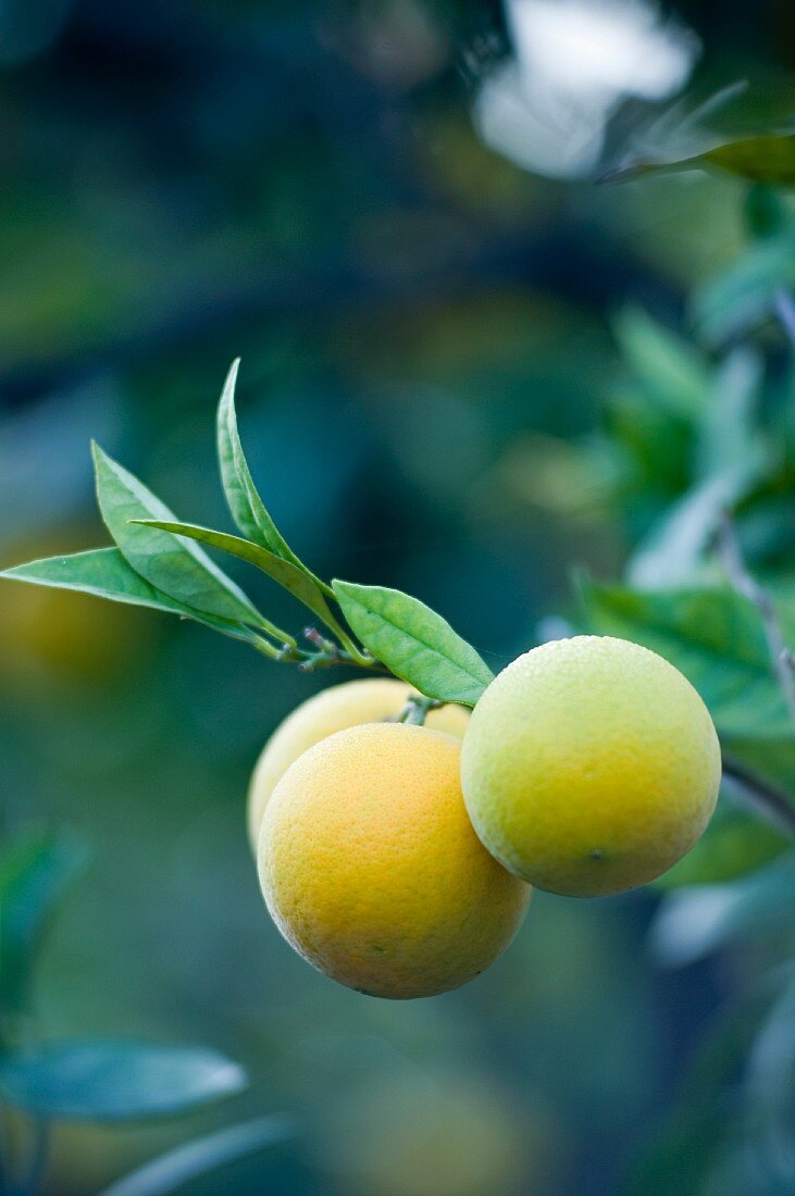 Lemons on the tree (close-up)