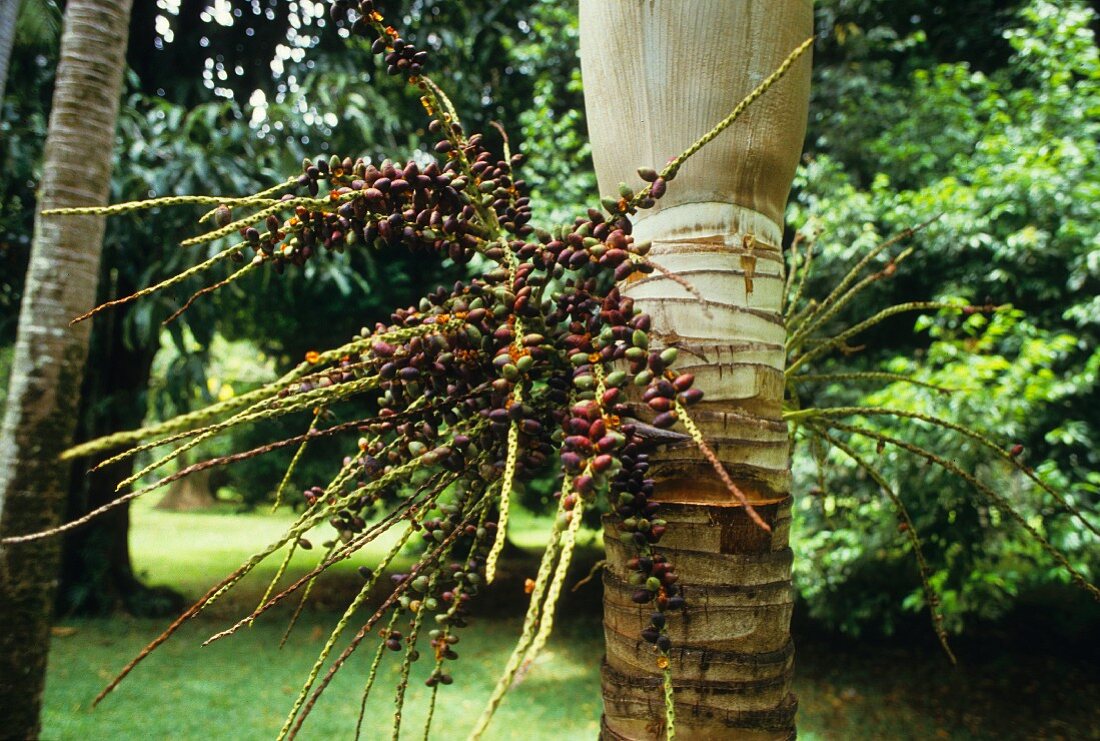 A date palm with fruits