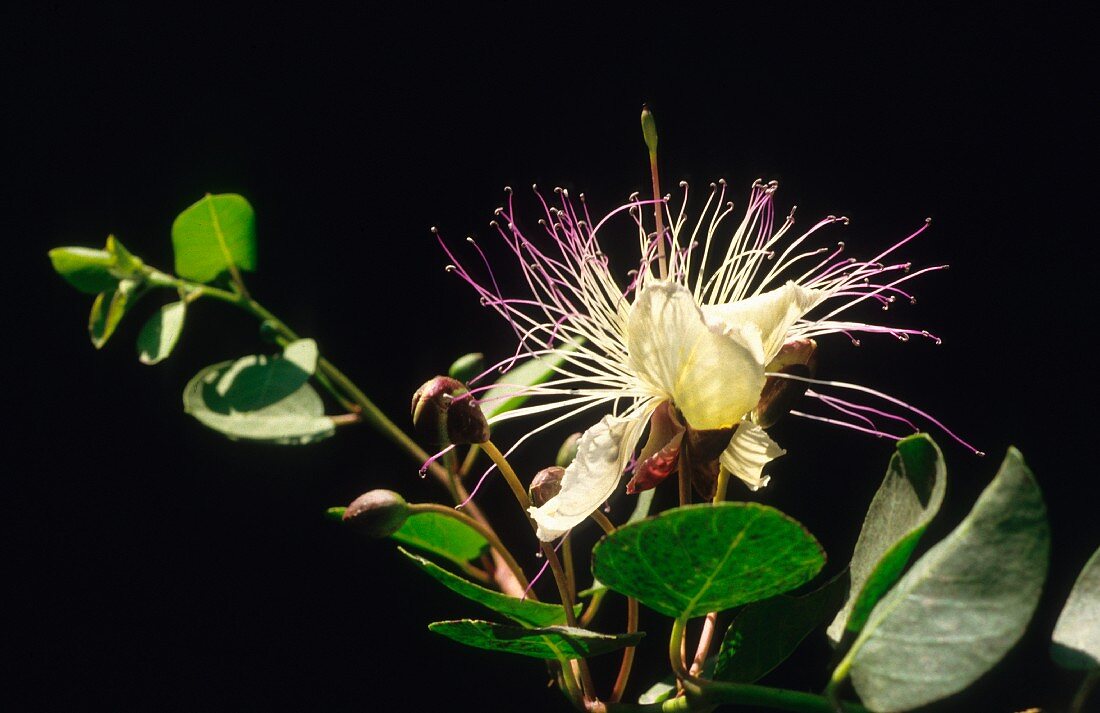 Caper flowers on a branch