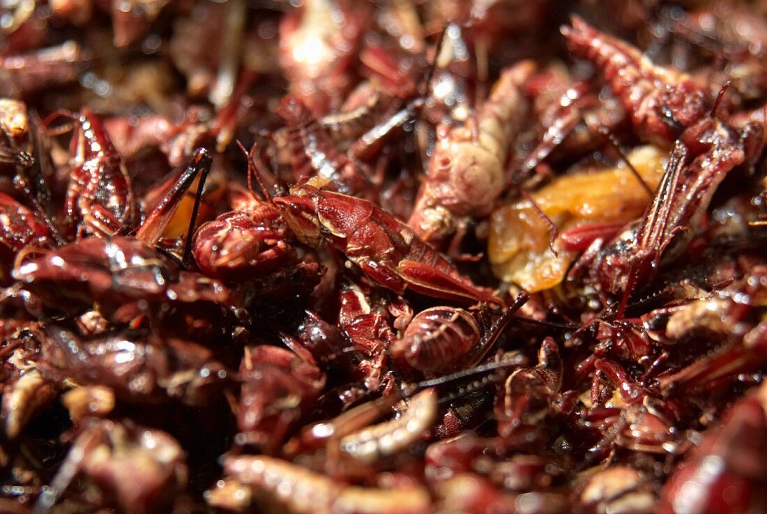 Fried grasshoppers on a market stall