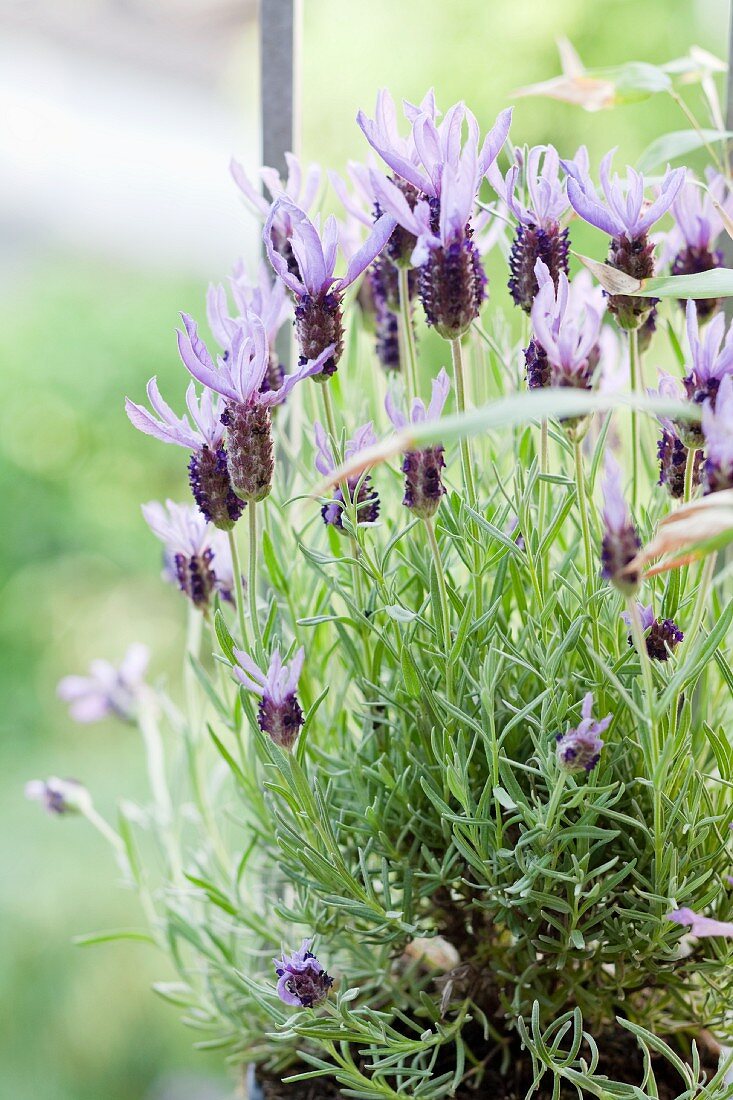 Spanish lavender in a pot