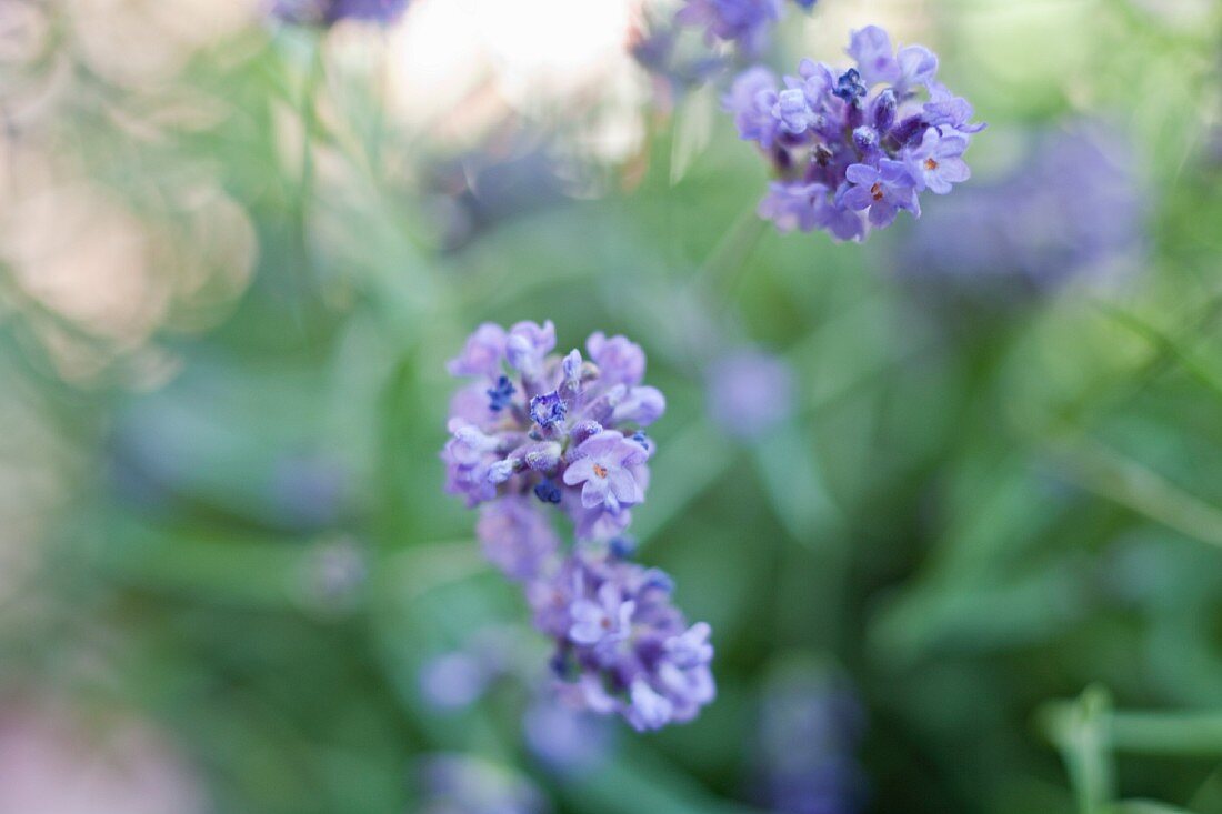 Flowering lavender (close-up)