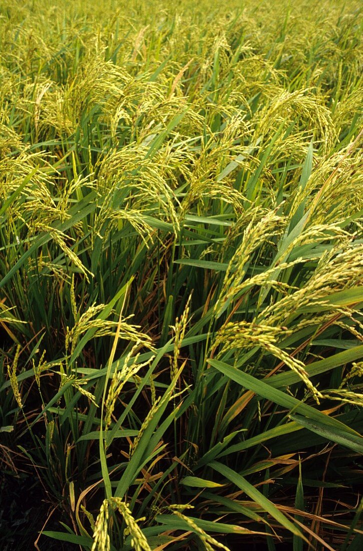 Rice plants growing in the field