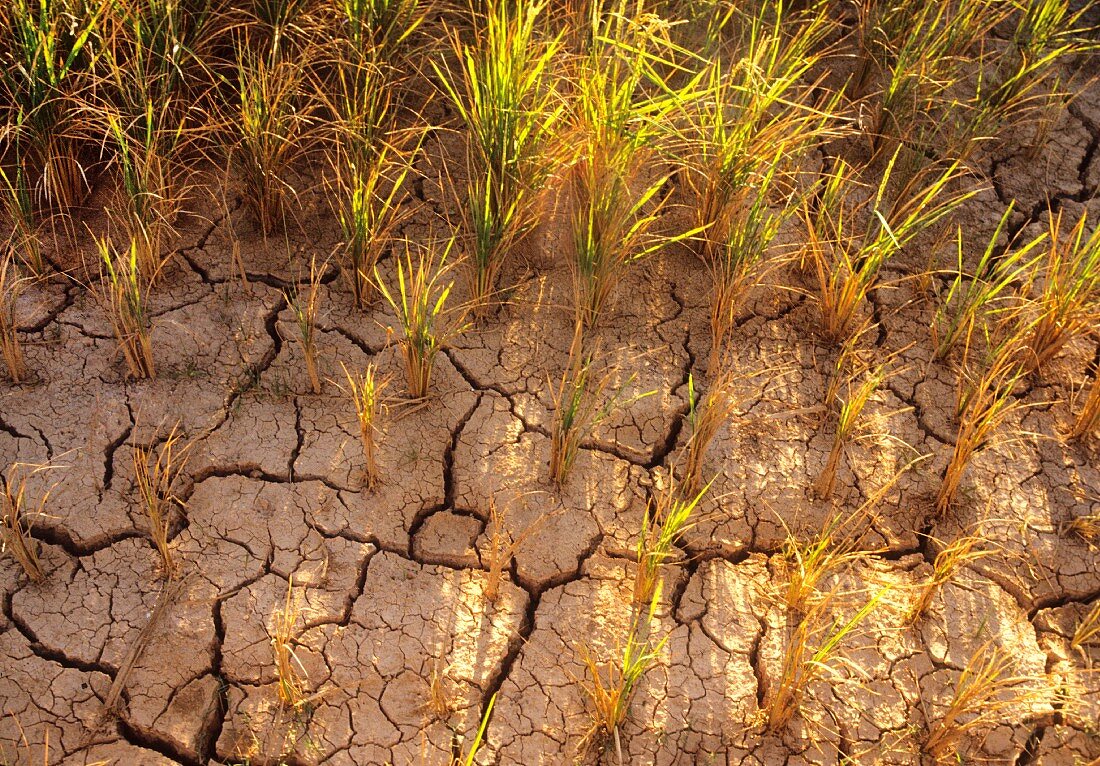 A dry rice paddy