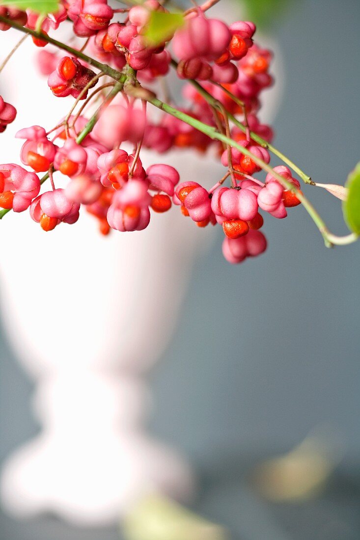 Spindle (close-up)