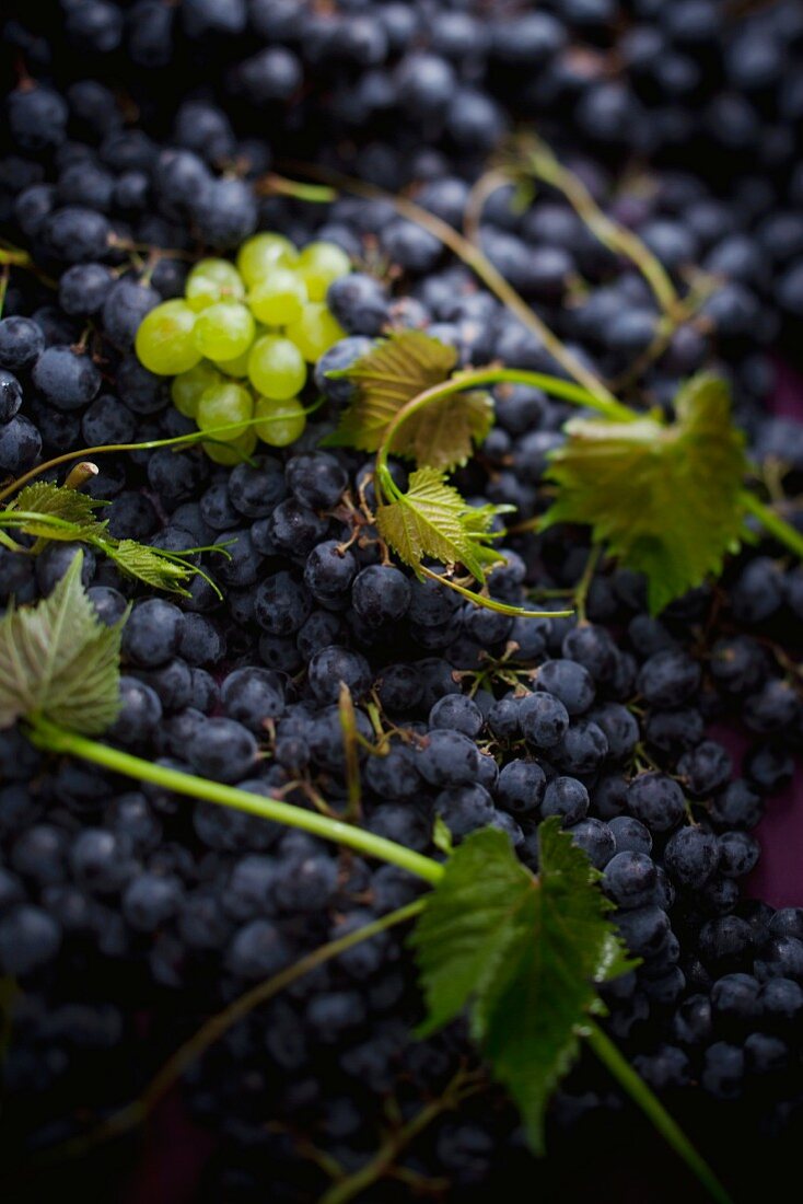 Blaue und grüne Trauben mit Weinranken