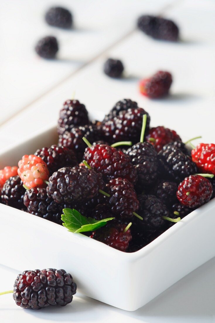 Fresh Mulberries in a Square White Bowl