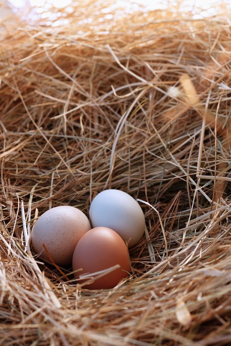 Three Fresh Organic Eggs in a Hay Nest