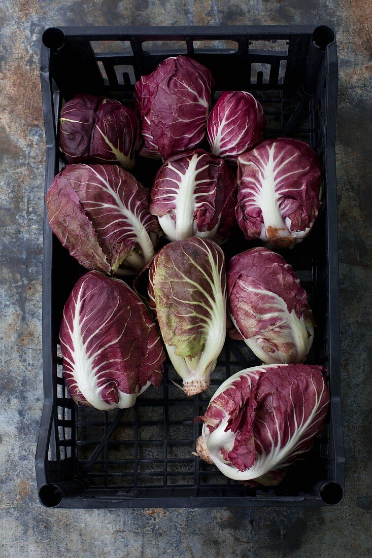 Radicchio in Plastikkiste (Aufsicht)