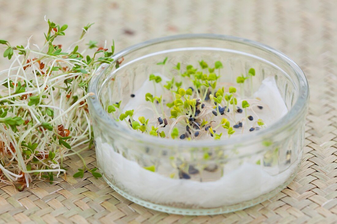 Various sprouts, some in a germination glass