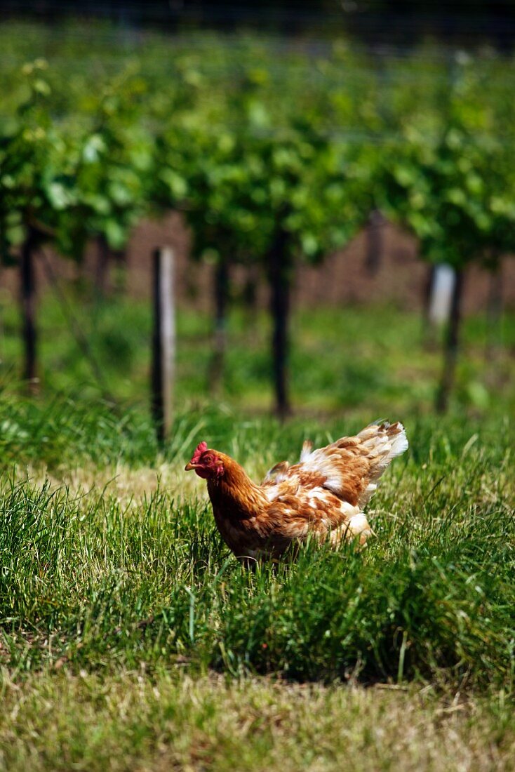 A free range hen in a vineyard