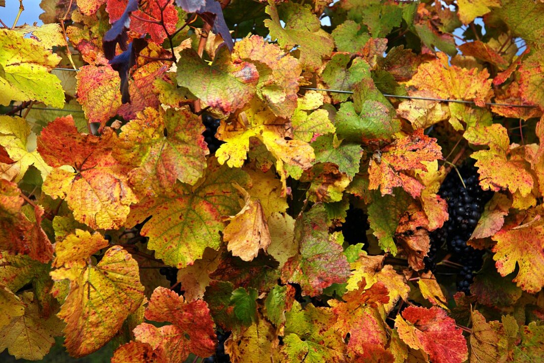 Autumnal vine leaves