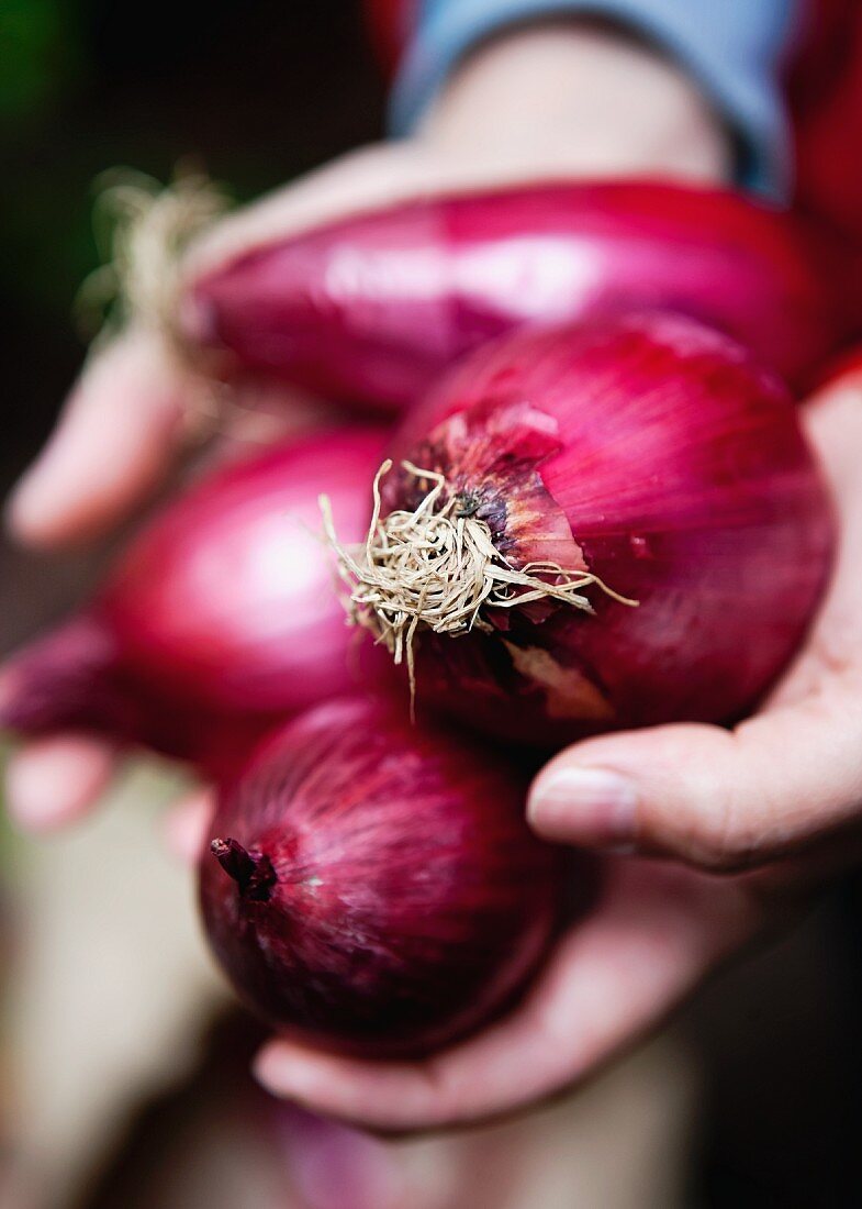 Hands holding red onions