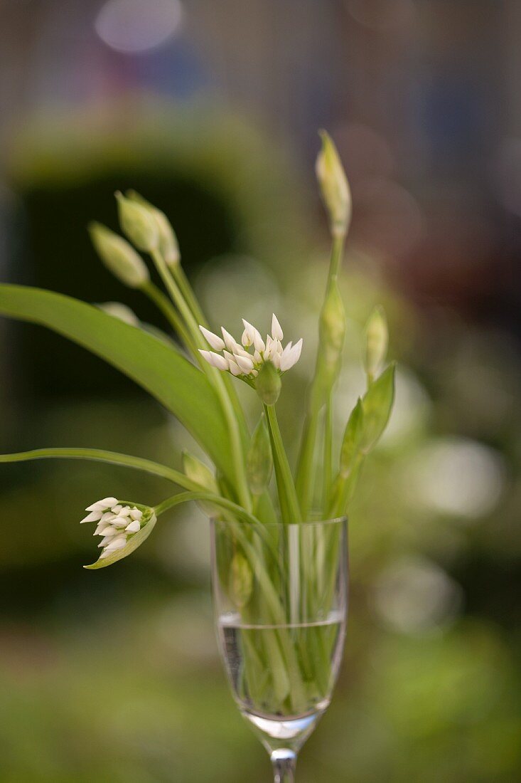 Bärlauch mit Blüte in einem Glas