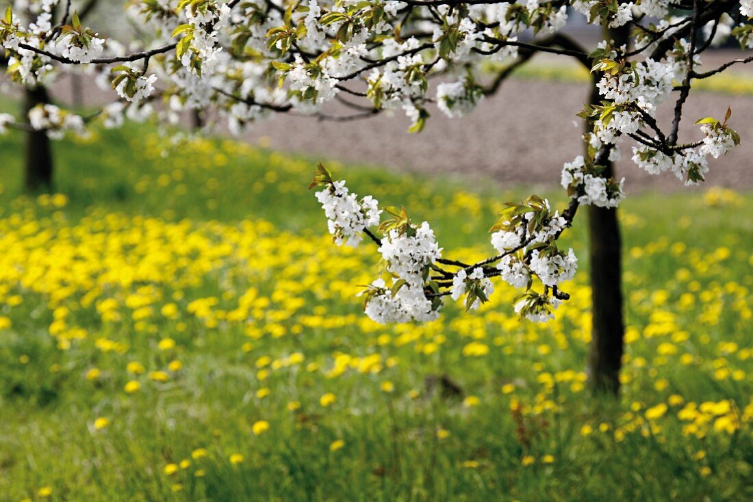 Blossoming cherry tree in garden