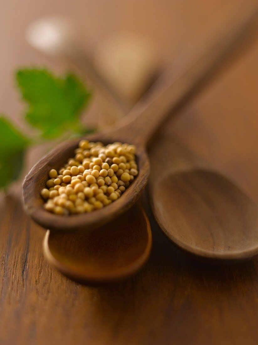 Mustard seeds on wooden spoon
