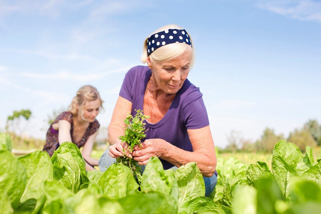 Women working in a cabbage field