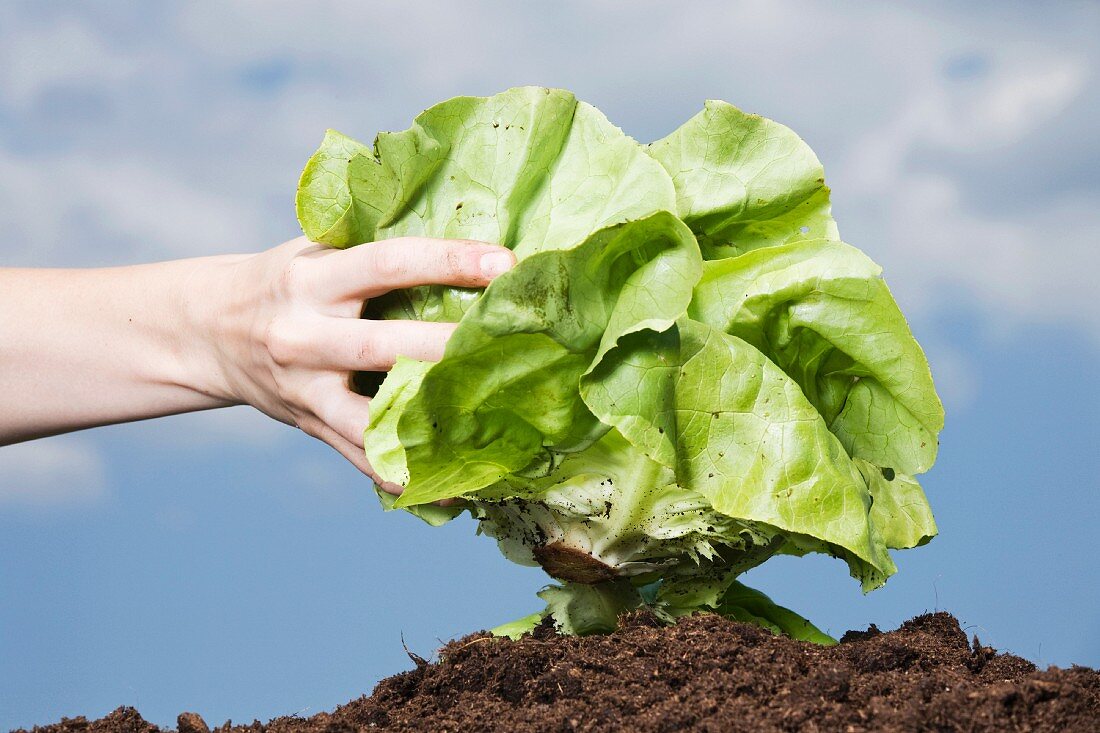 Hand hält Bio-Kopfsalat