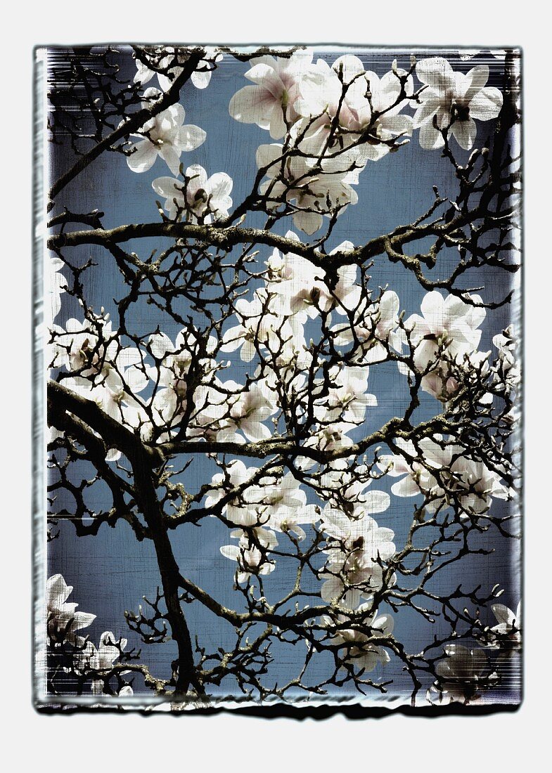 Flowering magnolia branches (abstract)