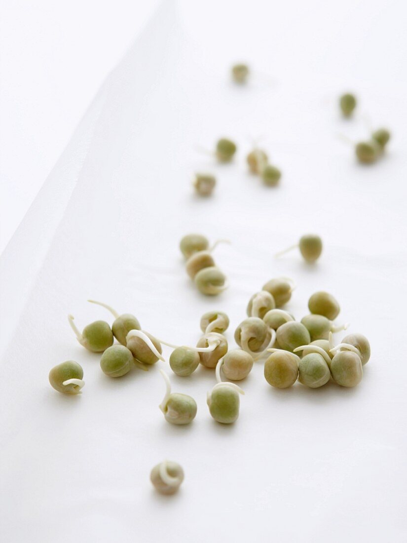 Sprouting mungo beans