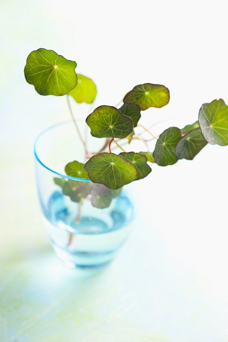 Watercress in a glass of water