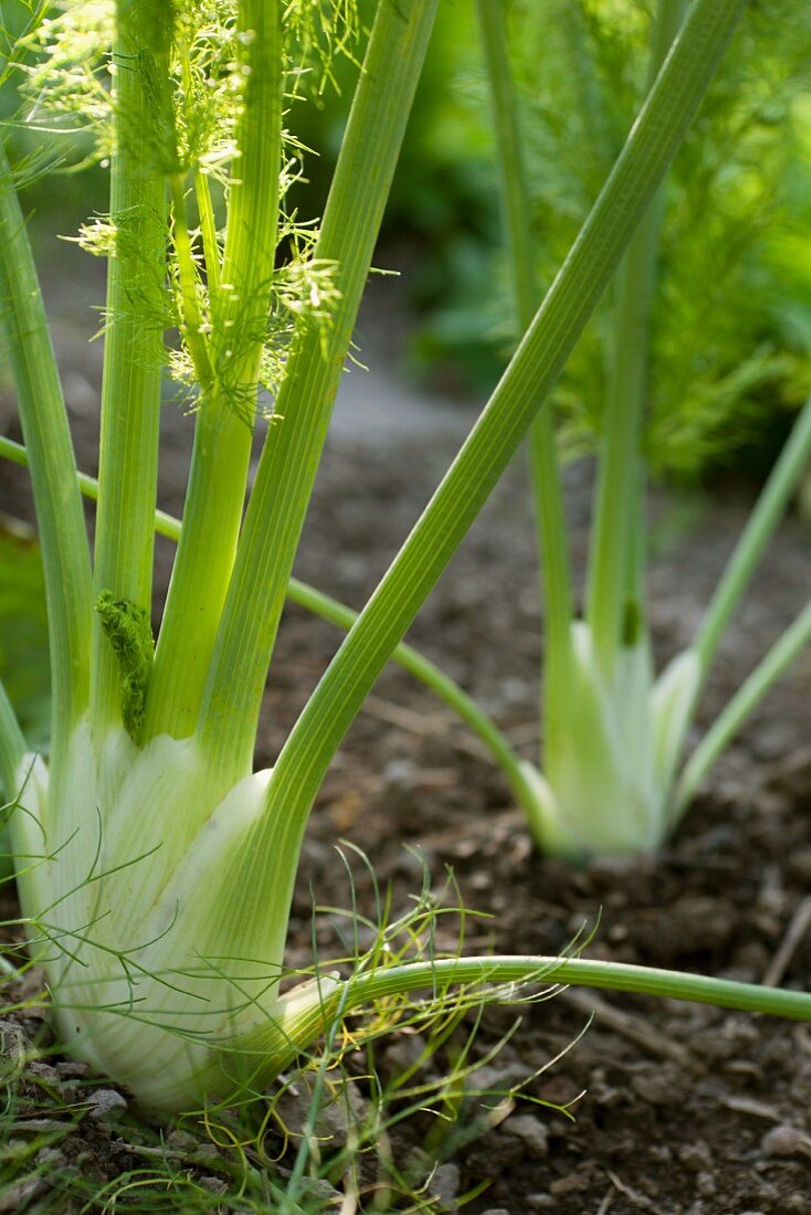 Fenchelstauden im Garten