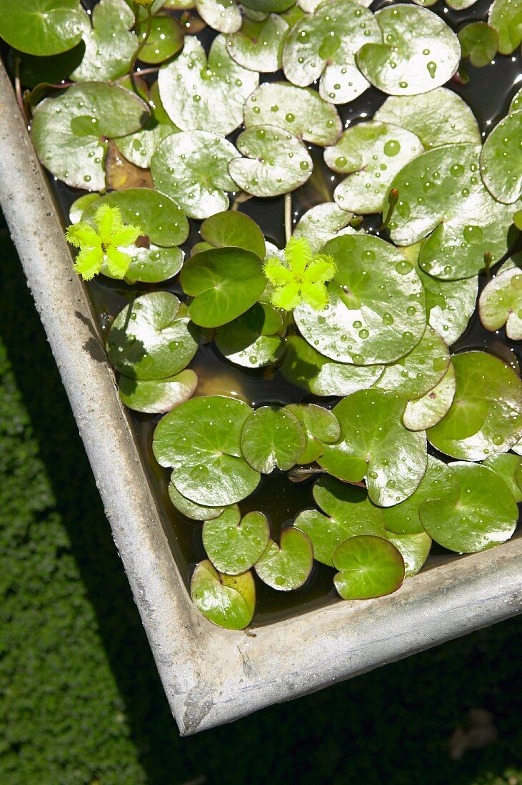 Seerosenblätter in einem Gartenteich