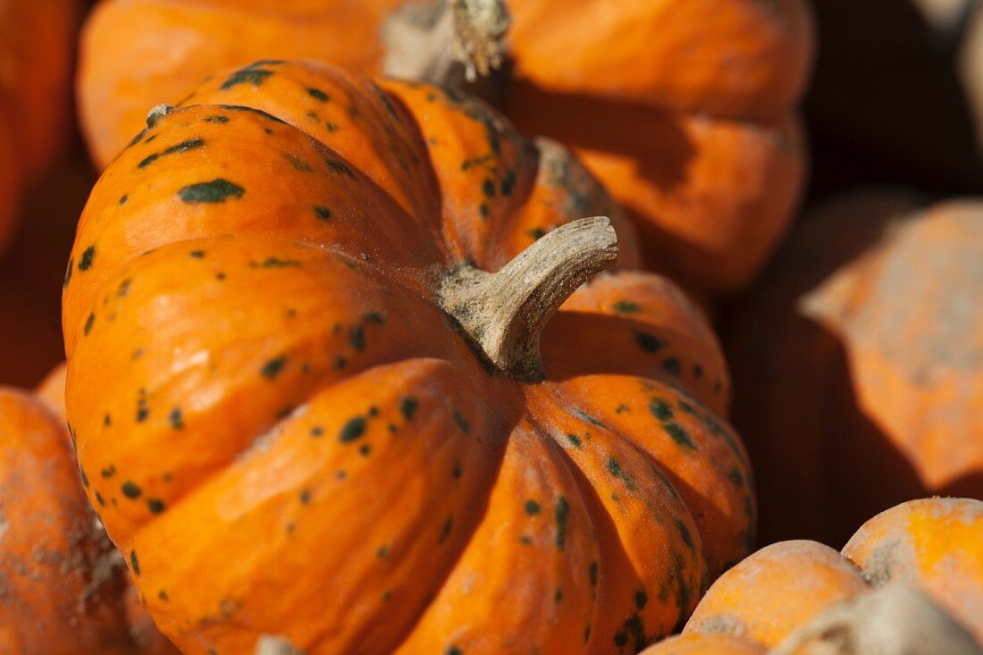 Close Up of Pumpkins at an Outdoor Market in Cape May New Jersey