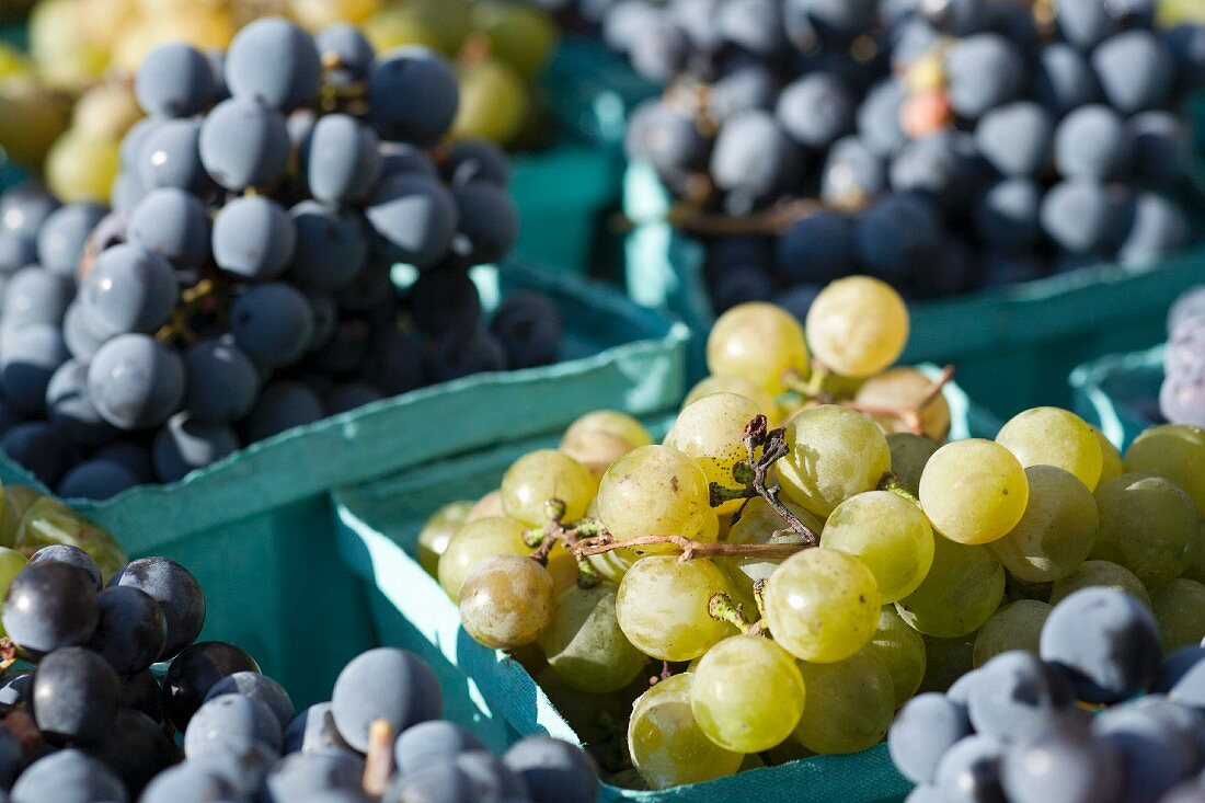 Green and Purple Grapes on Display at the Union Square Greenmarket, NYC