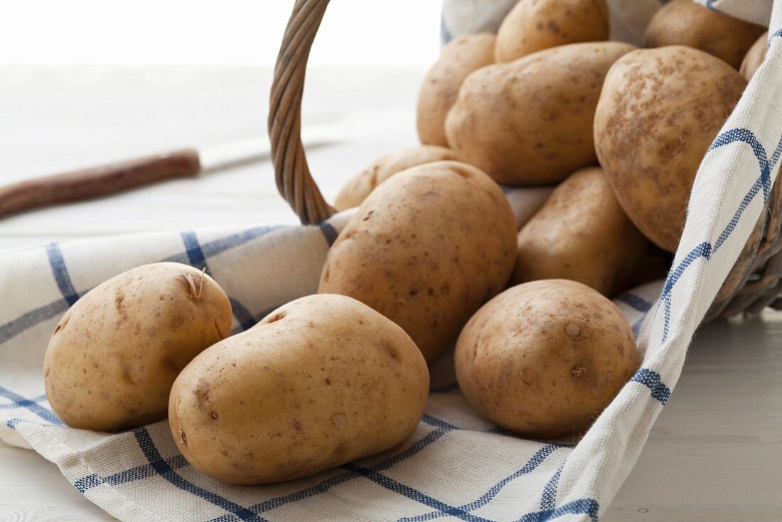 Bio-Kartoffeln (Sorte: Markies) im Weidenkorb