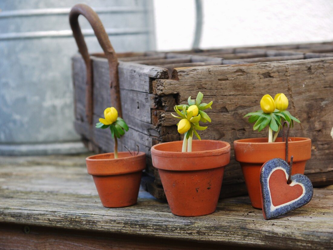 Ranunculus in clay pots in front of rustic wooden crate