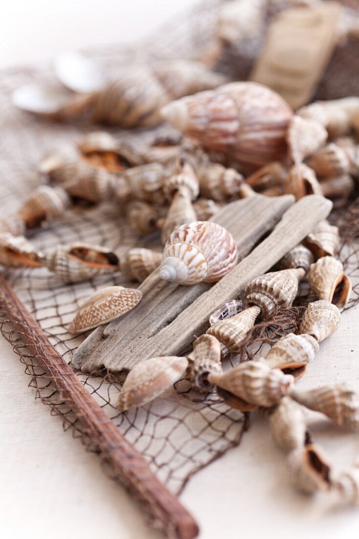 Maritime decoration using seashells, driftwood and fishing net