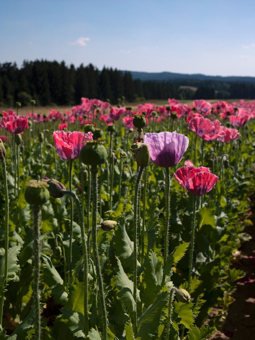 Poppy field