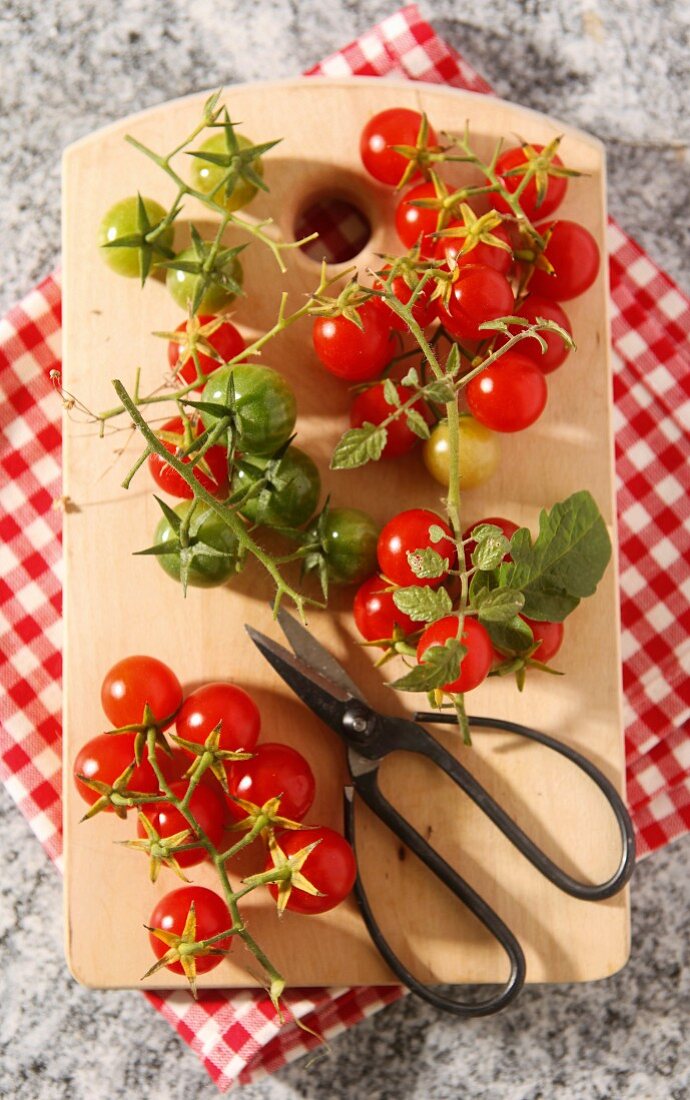 Reife und unreife Kirschtomaten auf Holzbrett mit Schere