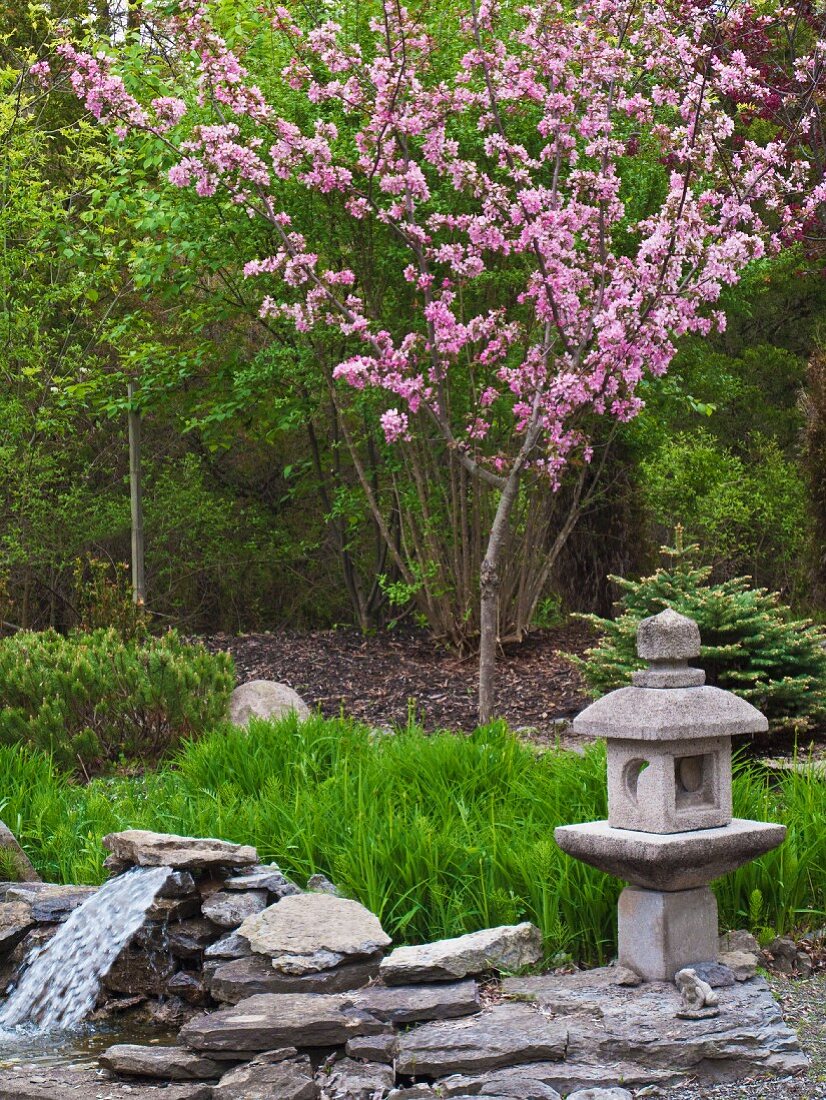 Stone Lantern and Blooming Crab Apple Tree in a Garden; Pond