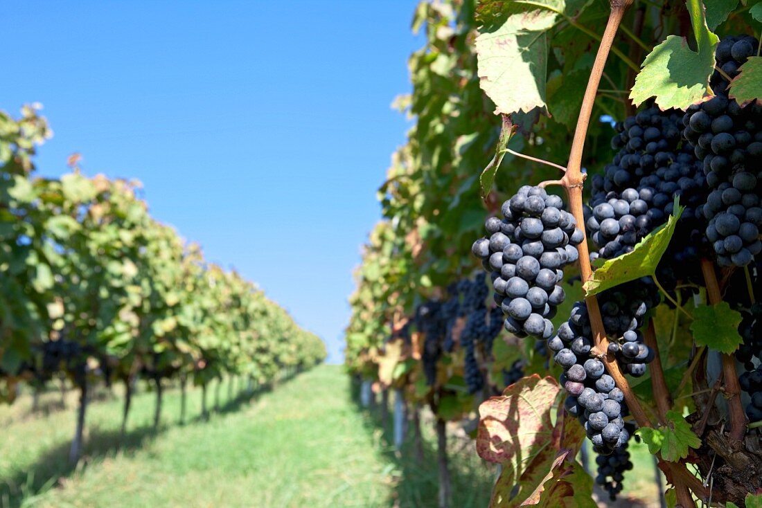 Lemberg grapes on a vine in Württemberg