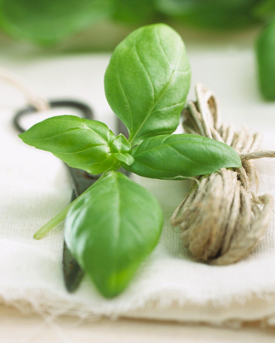 Fresh basil, a pair of scissors and kitchen twine