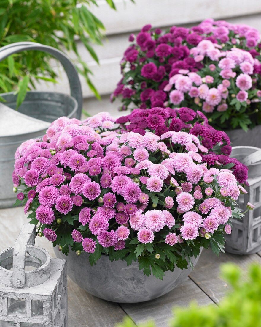 Verschiedene Chrysanthemen in Blumentöpfen auf Terrasse